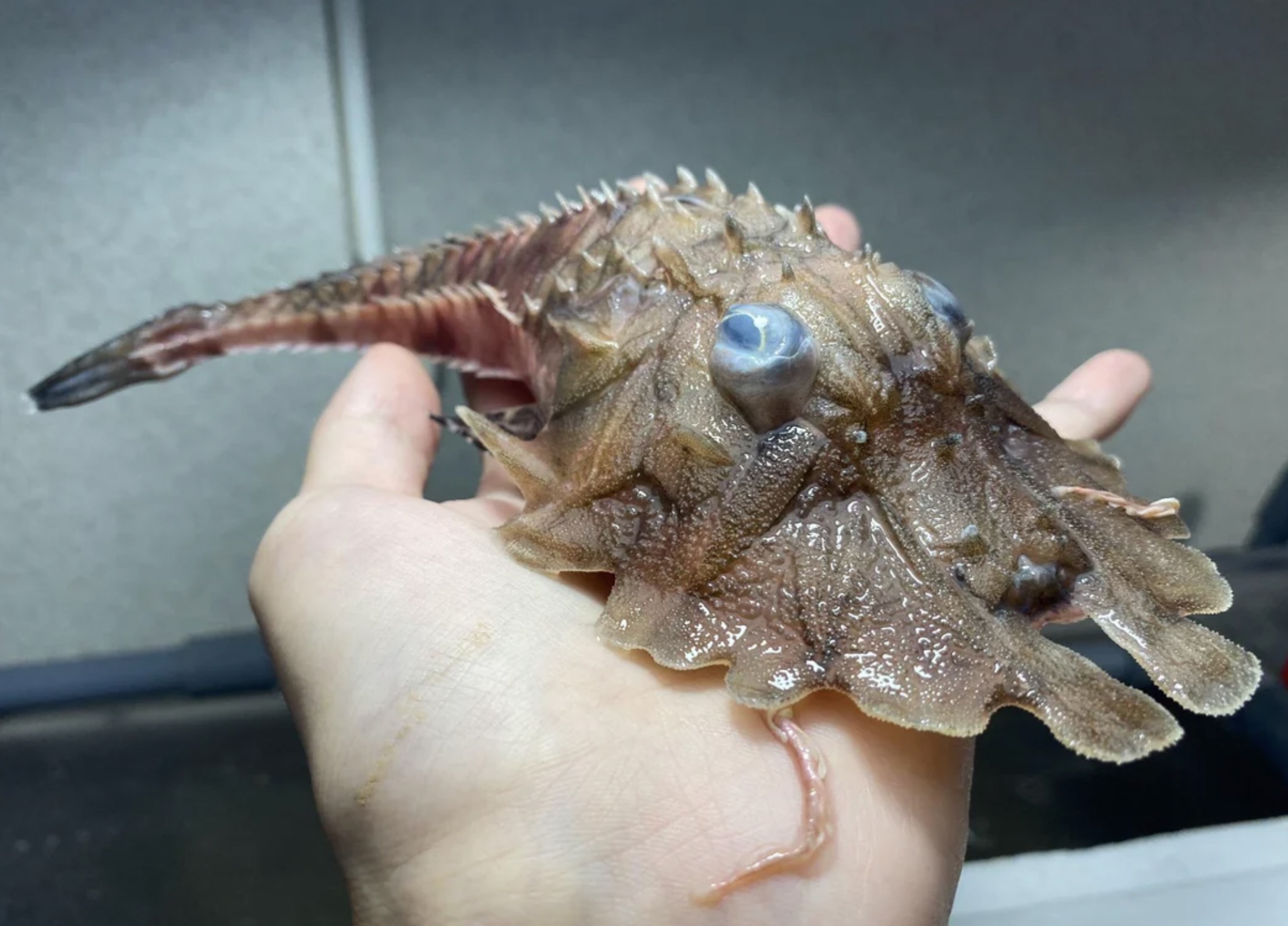 jaggedhead gurnard